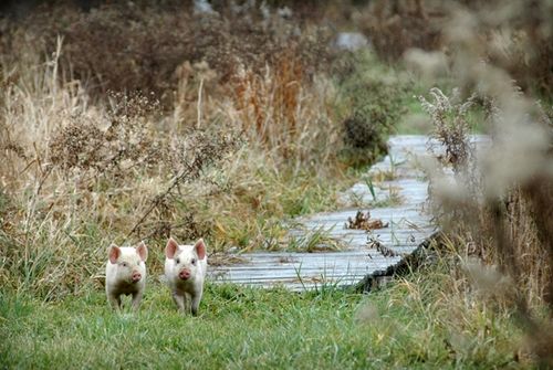 我們的環(huán)境會(huì)好嗎？——“數(shù)說”大氣、水、土壤污染防治三大戰(zhàn)役